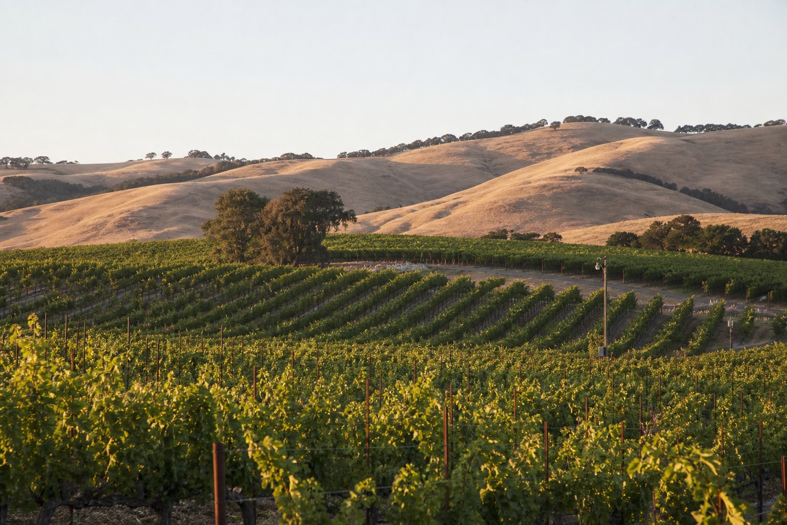 Concept image of vineyard rows in the Livermore Valley wine country